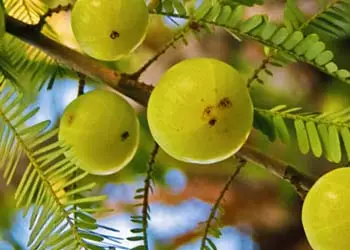 Green amla fruit, also called Indian gooseberry, listed in Mitolyn
