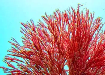 Red Haematococcus algae, the source of astaxanthin in Mitolyn