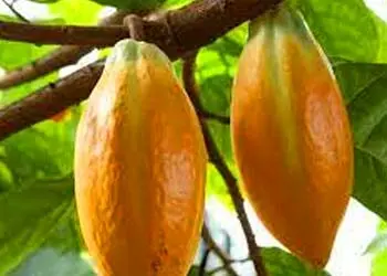 Cacao pods and beans from Theobroma cacao, a Mitolyn ingredient
