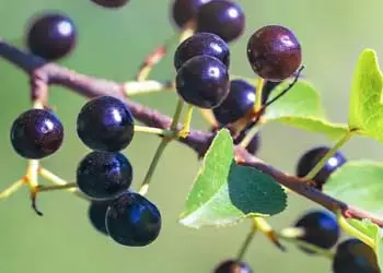 Maqui berries, a dark purple Chilean fruit listed in Mitolyn