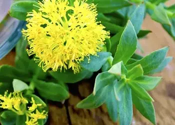 Rhodiola rosea plant with yellow flowers, an ingredient in Mitolyn