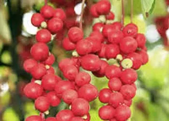 Red schisandra berries on the vine, an ingredient in Mitolyn