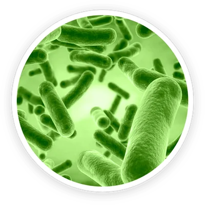 Bacillus coagulans probiotic spores, the live culture in PrimeBiome