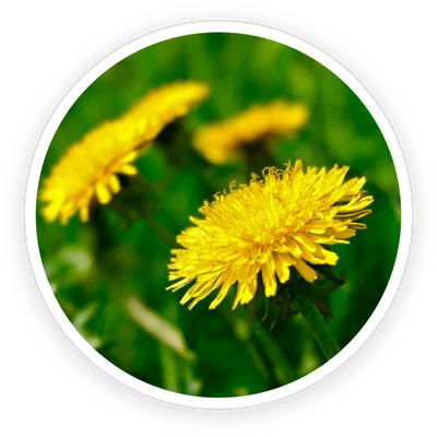 Dandelion leaves, an ingredient in PrimeBiome