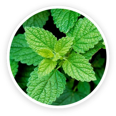 Lemon balm leaves, an ingredient in PrimeBiome