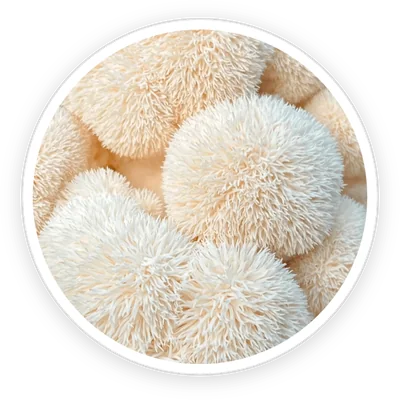 Lion's mane mushroom, an ingredient in PrimeBiome