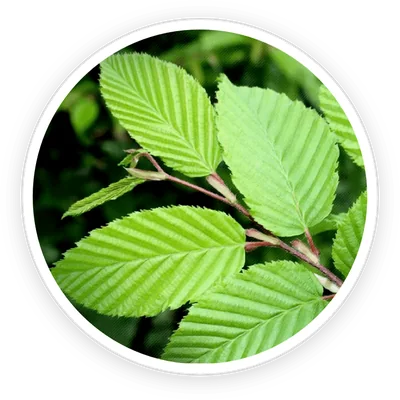 Slippery elm bark, an ingredient in PrimeBiome